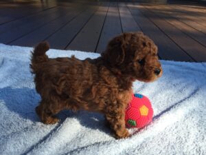 dark red toy poodles for sale